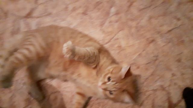 Самый милый котик ? смотреть онлайн