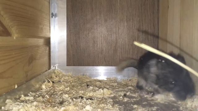 Новорожденный шиншиленок. Первый час после родов шиншиллы. Шиншилла родила смотреть онлайн