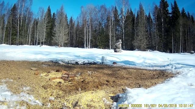 Птицы, запечатленные на фото ловушку. Часть 12
