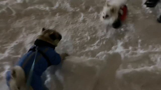 СЕБЕК МОПС ГУЛЯЛ И ВСТРЕТИЛ ДРУГА. СОБАКА SEBEK ПОДПИШИСЬ ПЖ) #pug #pugs #мопс смотреть онлайн