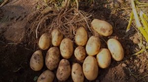 Королева Анна Картофель Отзывы Хранение