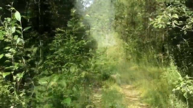 Поход за малиной.И что стало с нашей старой дачей спустя 12 лет #8 смотреть онлайн