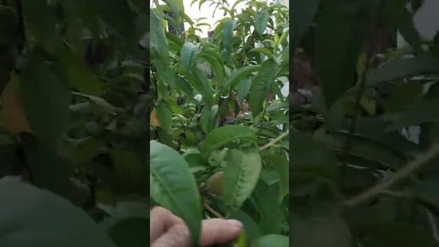 обрезка персику нужна #обрезаемлетомперсик смотреть онлайн