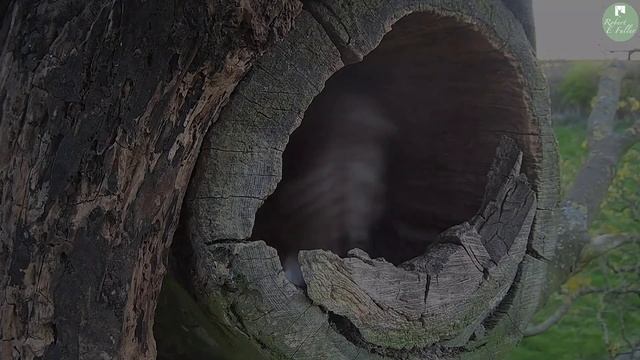 Barn Owl v Kestrel v Tawny Owl - Battle Over Territory | Gylfie & Finn | Robert E Fuller смотреть онлайн