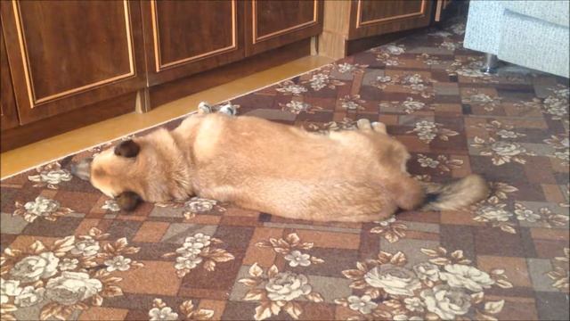 Собаке снятся сны смотреть онлайн