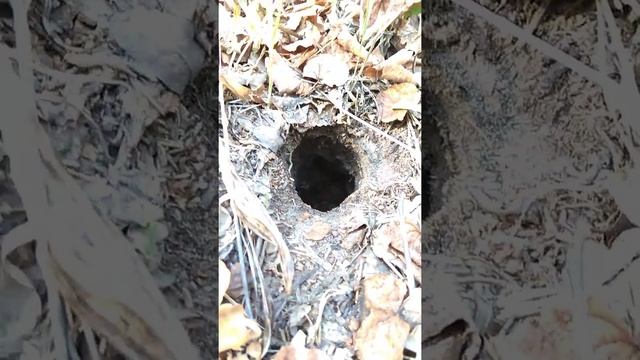 Земляные осы смотреть онлайн