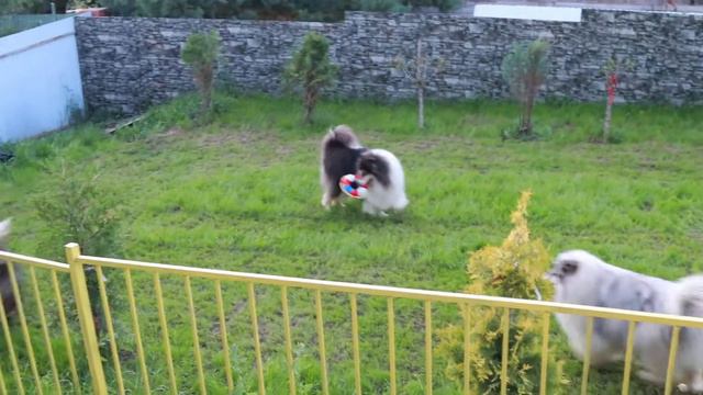 MONSOLANA stud dogs RUSSIA смотреть онлайн