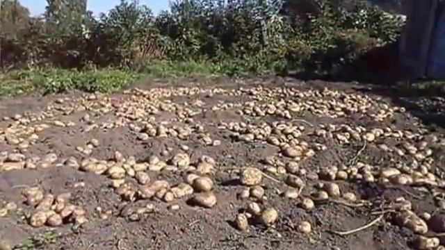 про картошку смотреть онлайн