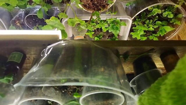 Рассаживаю петунию, это хлороз? Нужен совет по черенкам лаванды смотреть онлайн