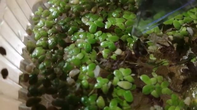 Нужна ли ряска в аквариуме? Польза и Вред. смотреть онлайн