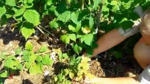 Уход за малиной сорта Маросейка