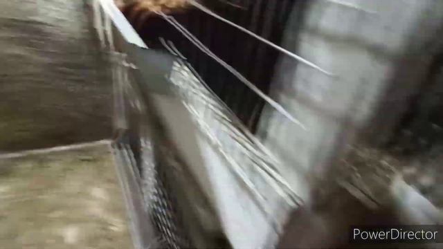 На ужин у моих кур замоченное зерно. смотреть онлайн