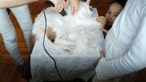 Как побрить кота. Пошаговая инструкция, как брить кота.