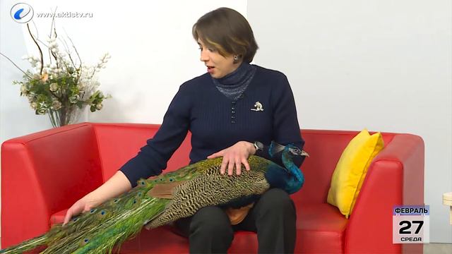 Живая среда смотреть онлайн