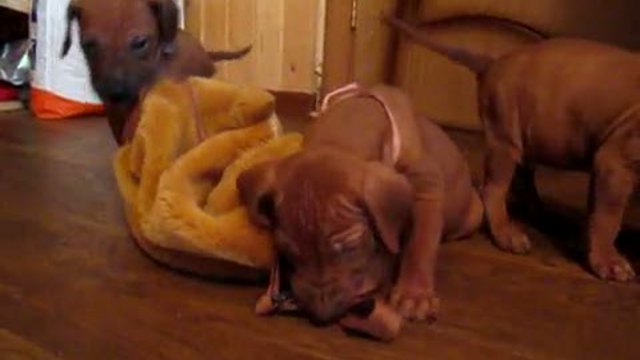 Щенки породы родезийский риджбек! смотреть онлайн