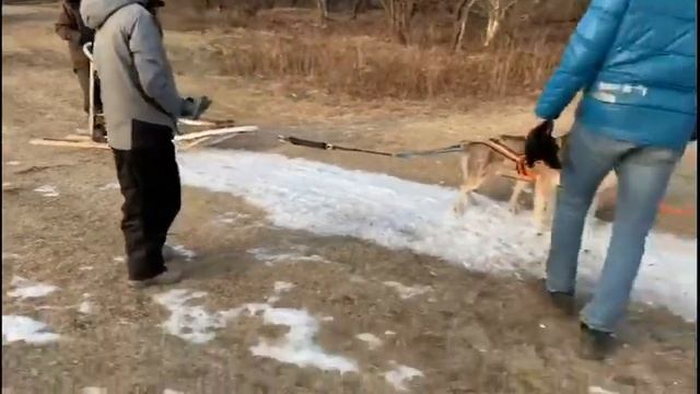 Катание на собаках. Индейский Типи. смотреть онлайн