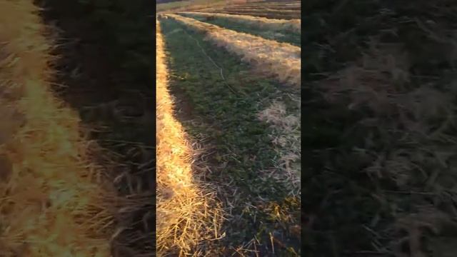МАЛИНА НА УЧАСТКЕ. ПОЛЬКА.Обзор нашей малины.(1) смотреть онлайн