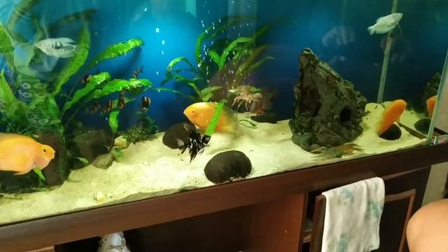 Речные раки в общем аквариуме. смотреть онлайн