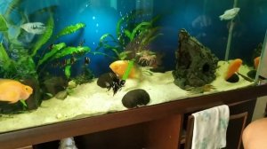 Речные раки в общем аквариуме.