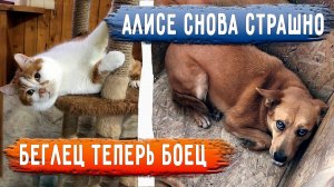 Беглец наглеет. Алиса снова не доверяет людям. Джина стала раскованнее. Сильва Побила Виолу.