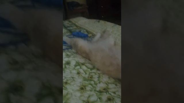Кот не сдох! Или крепко спящий котейка. смотреть онлайн