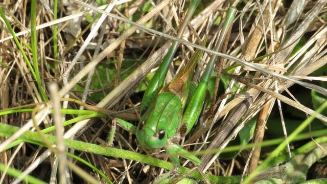 Как стрекочет Кузнечик пестрый (серый) How Wart Biter Babbles