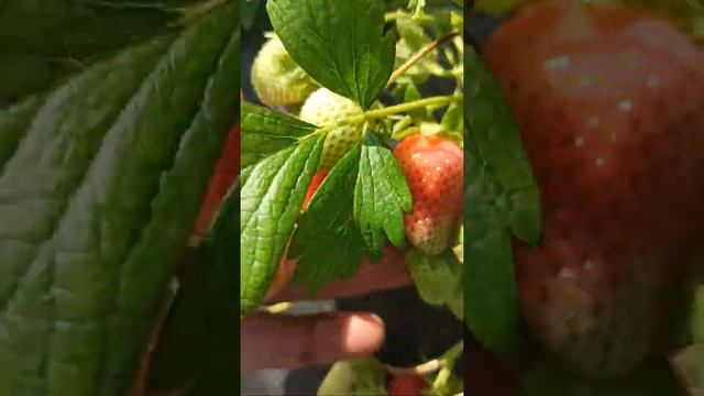 клубника сорт альбион