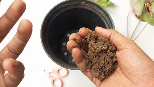 కాలడియం మొక్క పెంపకం తెలుగు లో | Caladium Growing and Transplanting in Telugu | I Do Gardening смотреть онлайн