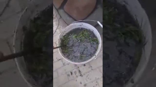 Зелёное удобрения для растений.Самое дешовое в мире. смотреть онлайн