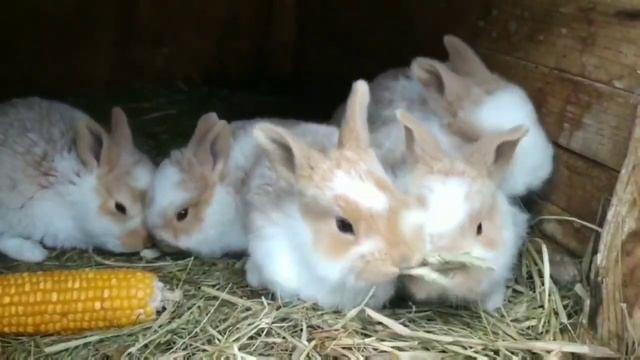 Кролики на даче. Крольчата зимнего окрола. Сама в шоке от такой красоты! смотреть онлайн