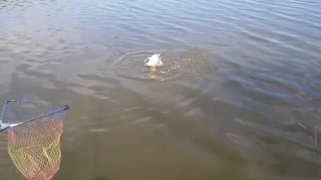 И опять карп на кукурузу. смотреть онлайн