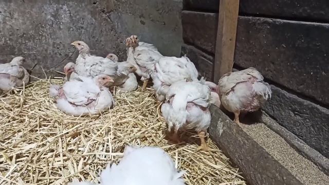 Продажа поросят началась. Цыплятам месяц. Козлята. Что произошло за три дня . смотреть онлайн