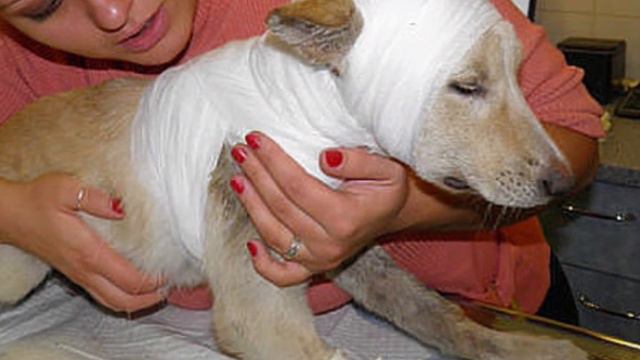 Людей повергло в шок увиденное.Жестяная банка вросла в шею собаки и она не могла выбраться смотреть онлайн