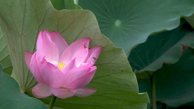 Hunters of lotus pond : bird hunting fish смотреть онлайн