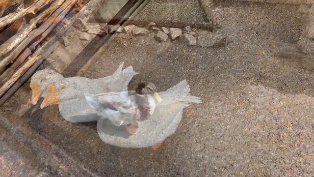 Кузбасский музей-заповедник Томская писаница (2часть) смотреть онлайн