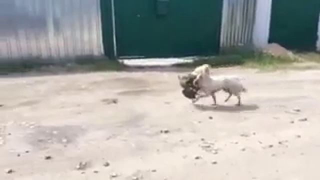 Голодная собака жадно тащит тухлую курицу! смотреть онлайн