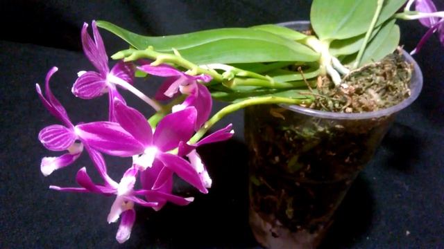 ФАЛЕНОПСИС Speciosa Purple _ Невероятно красиво _ смотреть онлайн