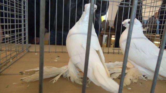 Выставка голубей/ Herford .13 часть Germany / 22.01. 2017 смотреть онлайн
