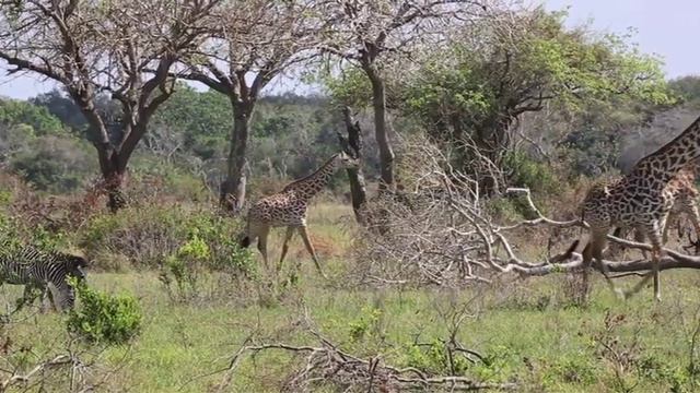 UTALII POPOTE Historia ya Hifadhi ya Taifa Saadani na Simulizi ya mnyama Twiga+Nyumbu смотреть онлайн