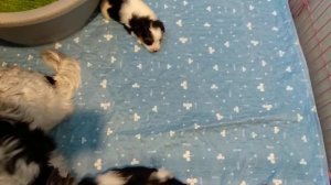 Приучаем щенка Йорка к туалету (пелёнке).