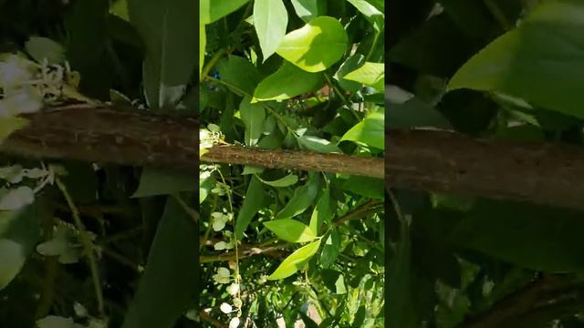 Итоги 2-летней обрезки 8-летних кустов голубики. смотреть онлайн