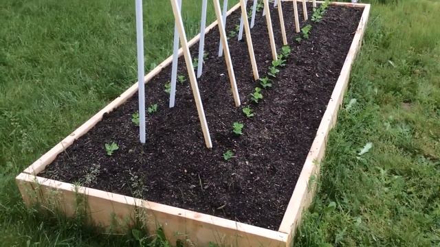 Как поставить опоры для гороха / Два вида опор / 22 Мая 2015 смотреть онлайн