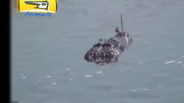 Giant Anaconda kills Crocodile Python Vs Alligator Biggest crocodile in the world by Animals смотреть онлайн