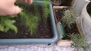 Выращивание рассады спаржи.