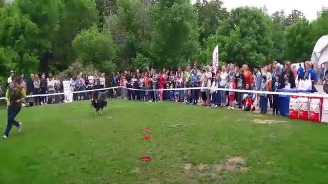 Фрисби-шоу на фестивале "Собаки в городе" смотреть онлайн