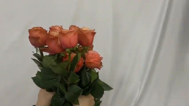 [꽃소개] #2 카하라 코랄장미 콜롬비아/수입장미 rose/kahala смотреть онлайн