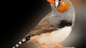 Зебровая амадина : все про птицу. Уход, советы, плюсы и ммнусы содержания