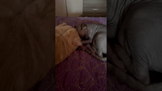 Экзот Марсель и сфинкс Дорис/ ТАКАЯ ЗАБОТА и НЕЖНОСТЬ друг к другу🥰🥰🥰 смотреть онлайн