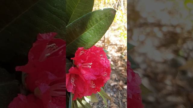 Rhododendron Blooms: Nourishing My Soul with their Beauty смотреть онлайн