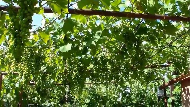 Белая гвардия "Кузнечик" смотреть онлайн
